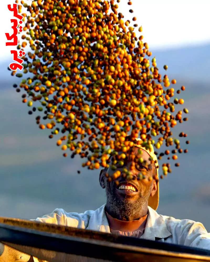 قهوه پرو تازه برشت مدیوم