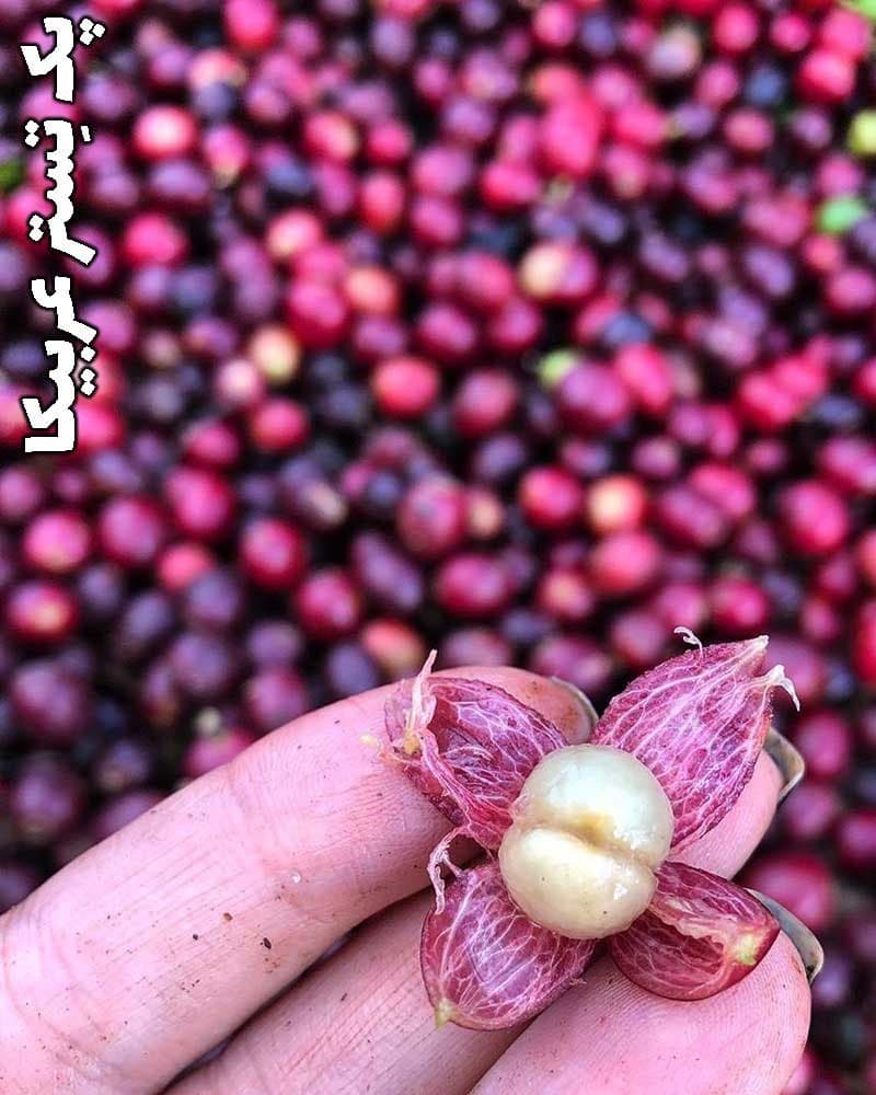 پک 6 عددی تِستر ۵۰ گرمی
