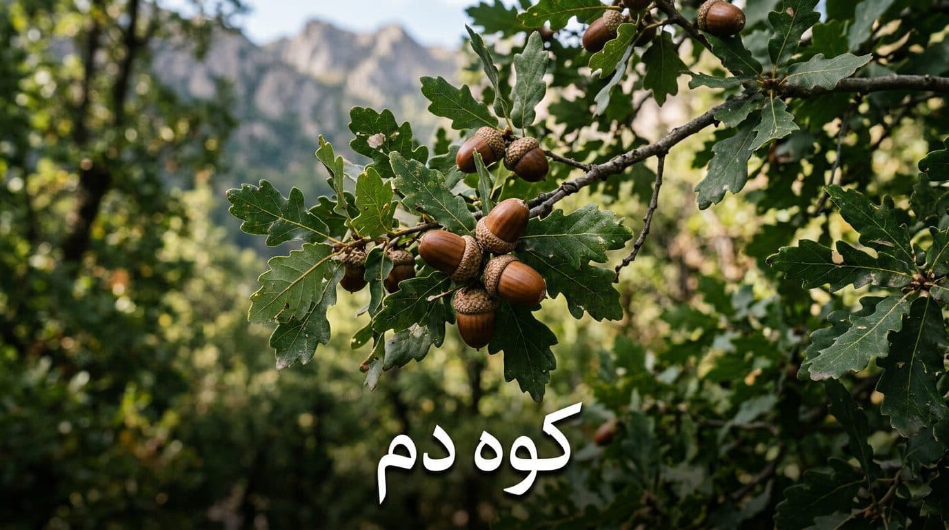 بلوط – بَلی کوه دنا
