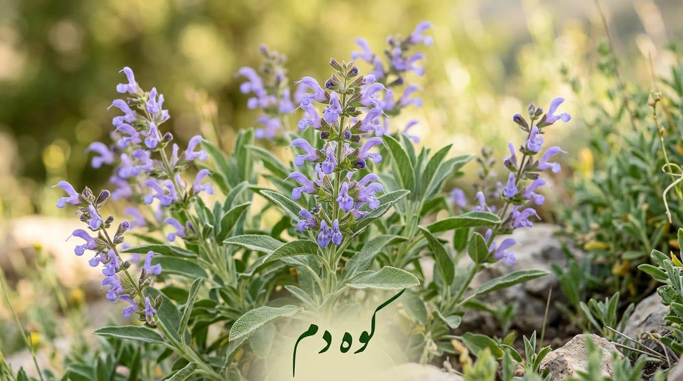 مریم گلی – کوه دنا
