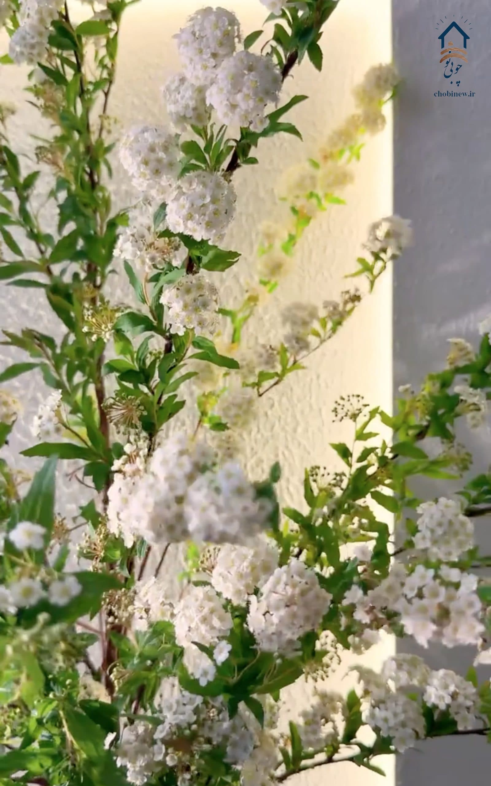 تابلو زنده چوبی نو کد ۱۶۳ — تصویر ۵