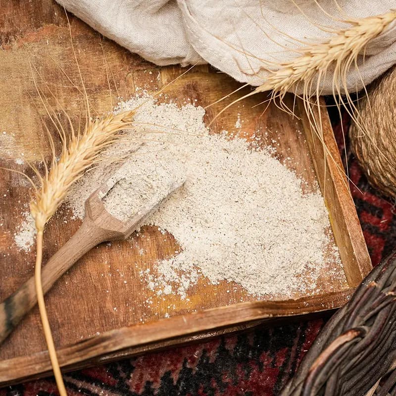 جوانه گندم — تصویر ۵