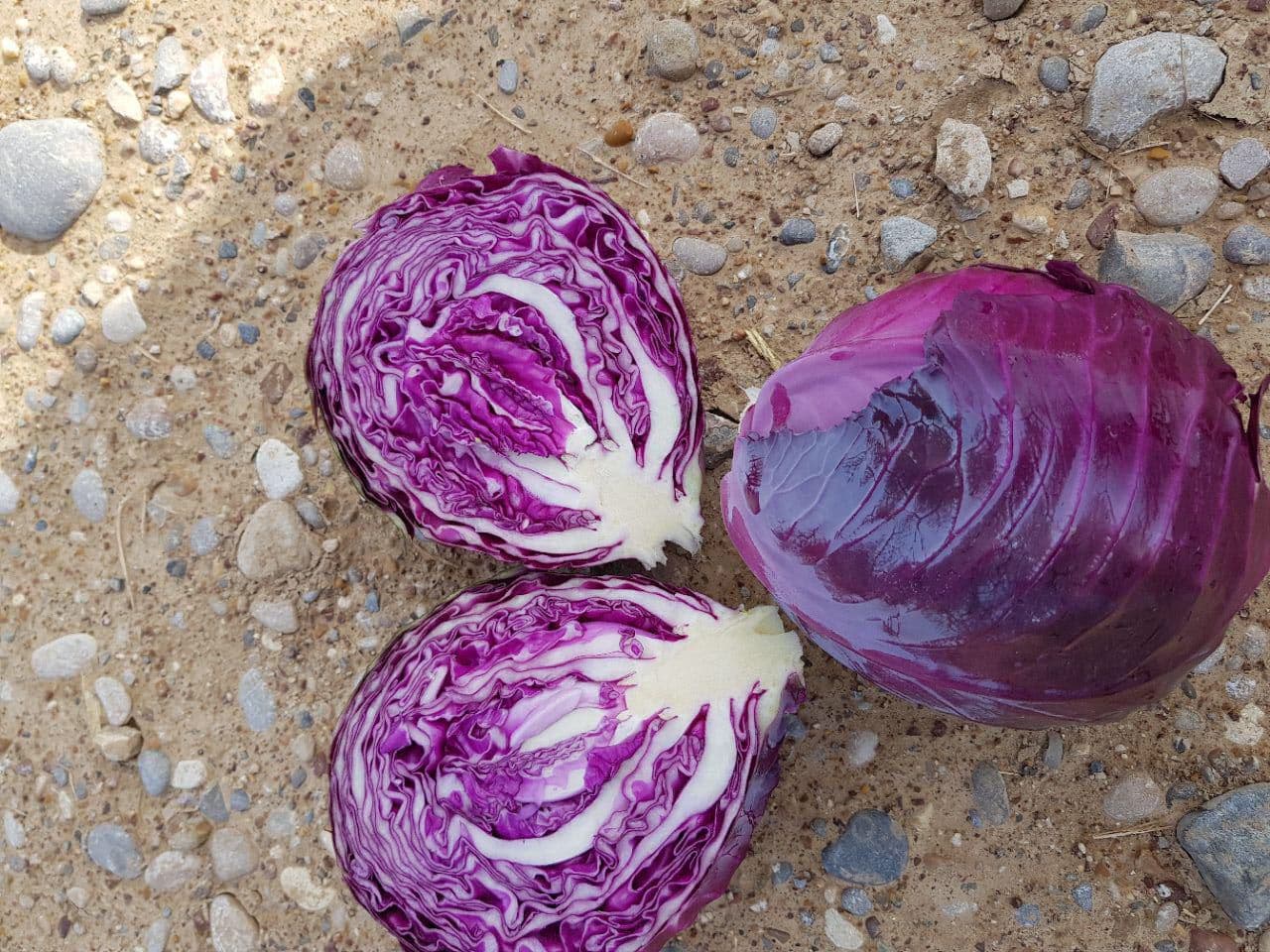بذر کلم پیچ قرمز هیبرید روبی بال تاکی — تصویر ۳