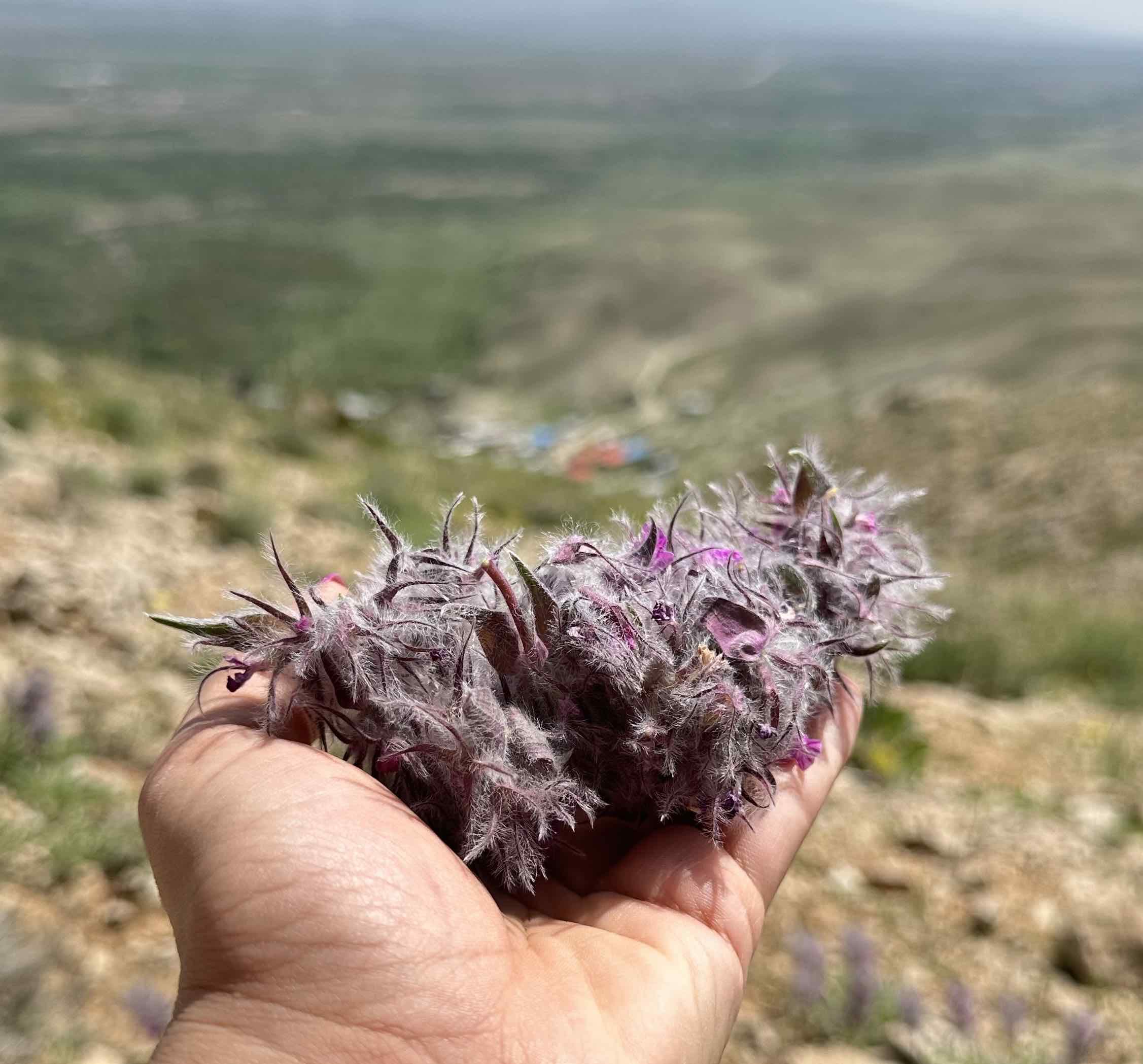 چای کوهی اصل ( توکلیجه) — تصویر ۳