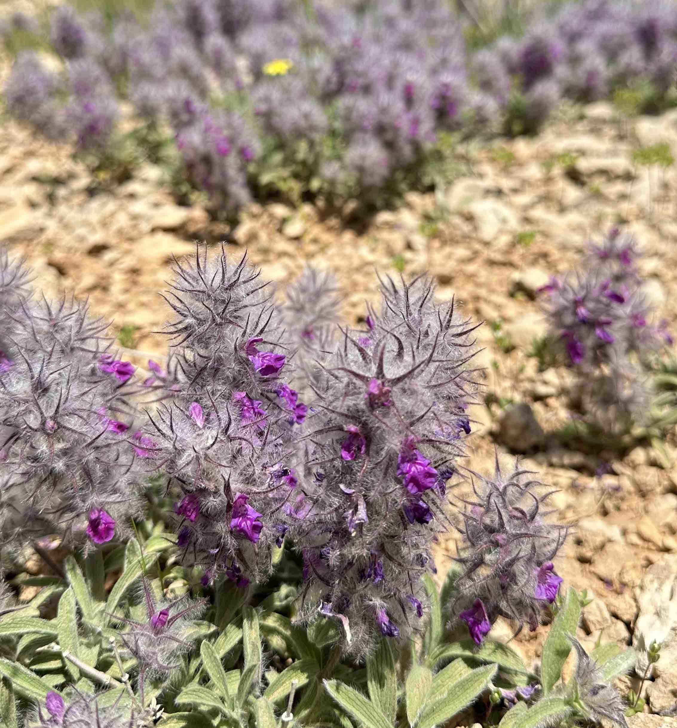چای کوهی اصل ( توکلیجه) — تصویر ۴