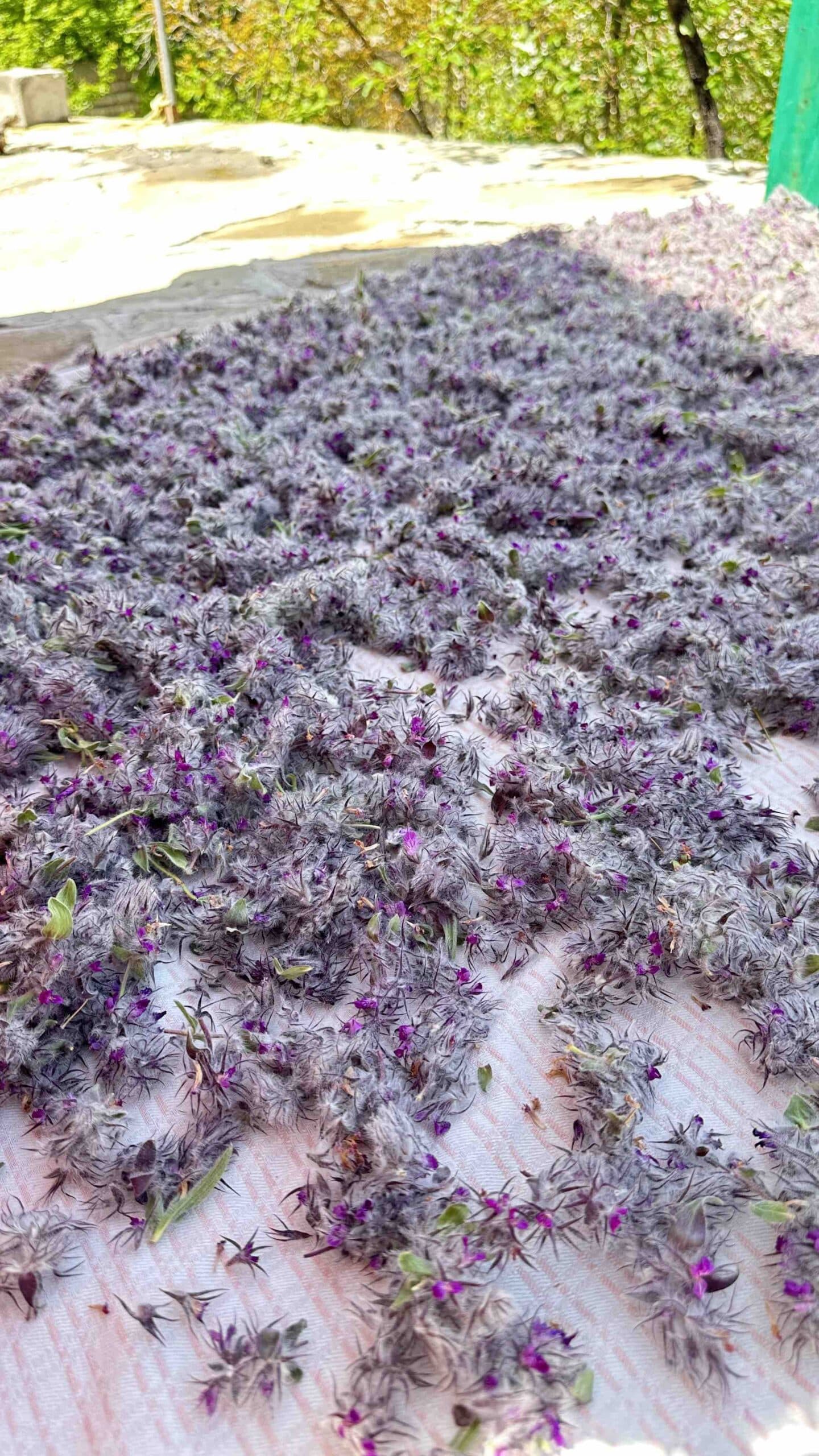 چای کوهی اصل ( توکلیجه) — تصویر ۵