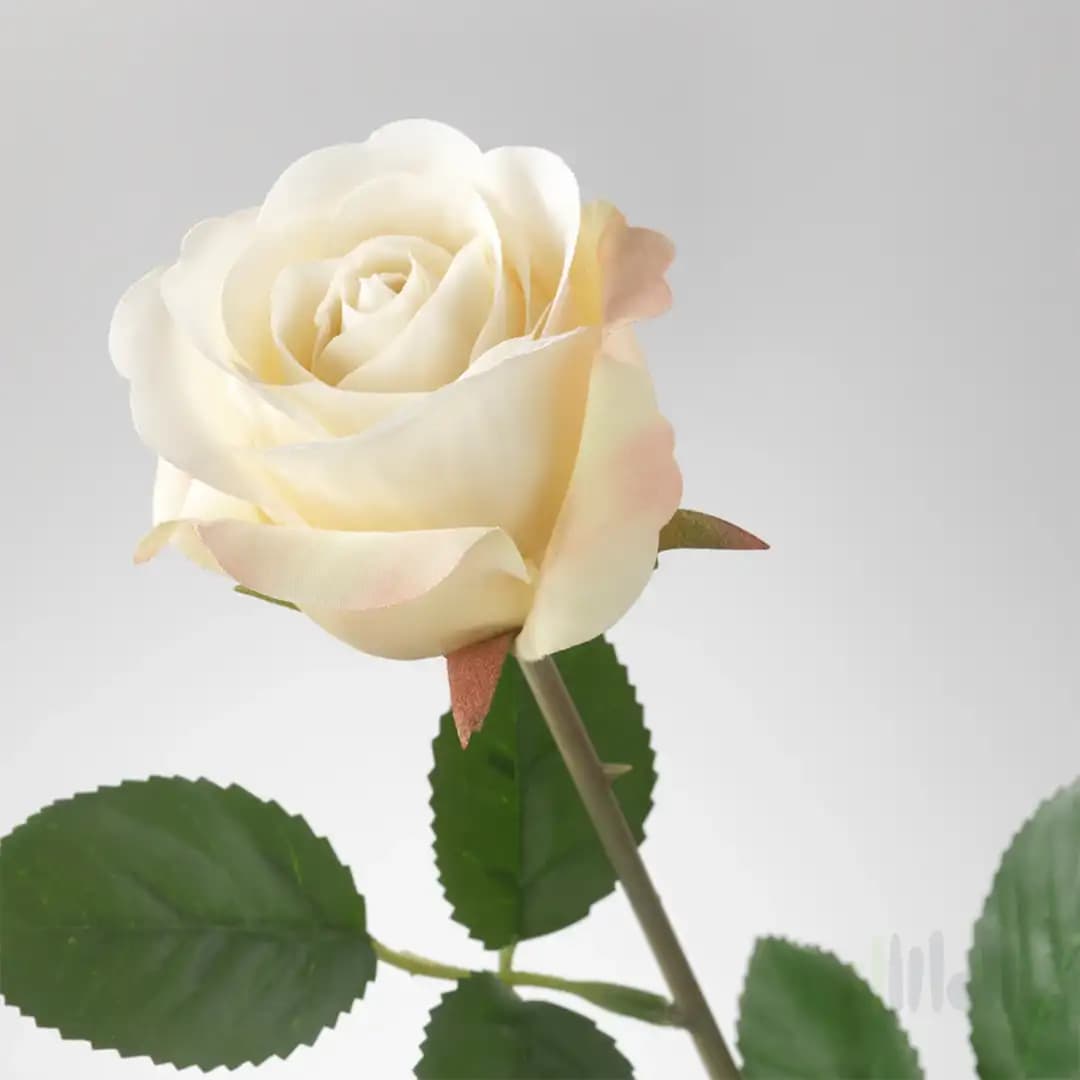 گل مصنوعی رز سفید ایکیا SMYCKA — تصویر ۲