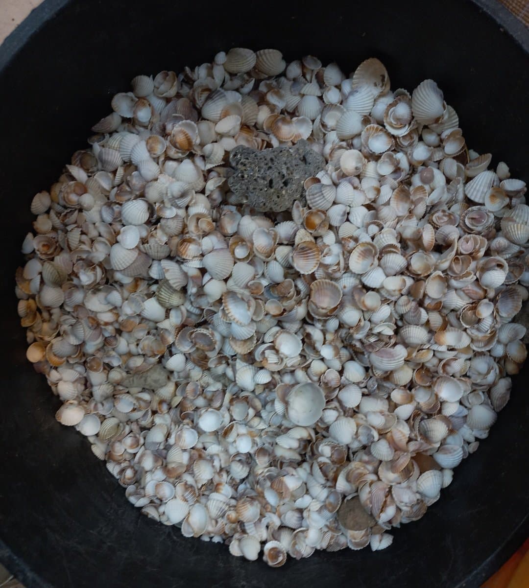 صدف گوش ماهی _ طبیعی