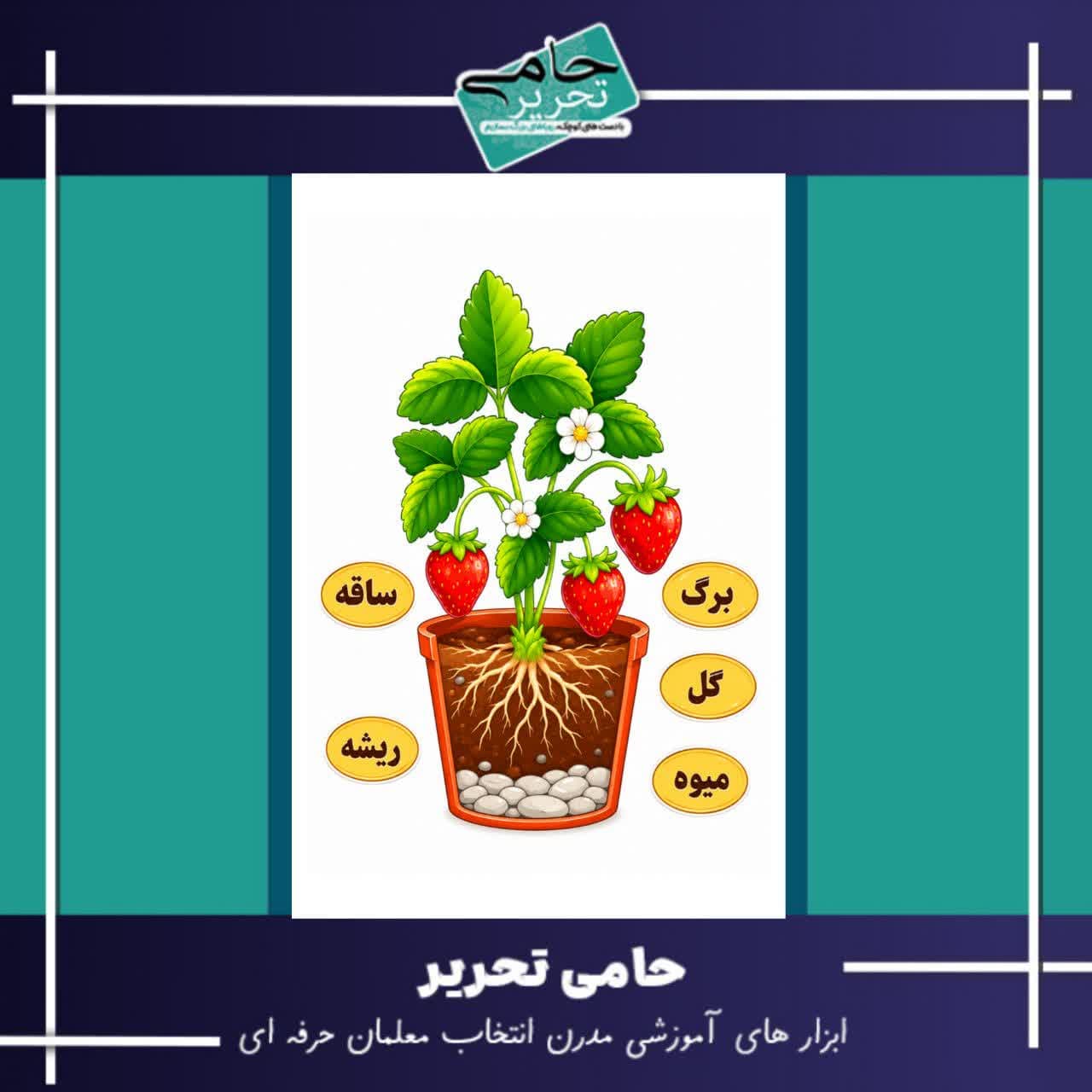 ابزار آموزشی شناخت اجزای گیاه