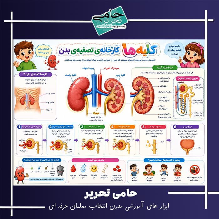 پوستر آموزشی کلیه ها کارخانه تصفیه بدن