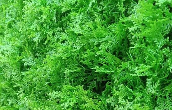گرین وال دیوار سبز برگ سرو لاسون 50*50