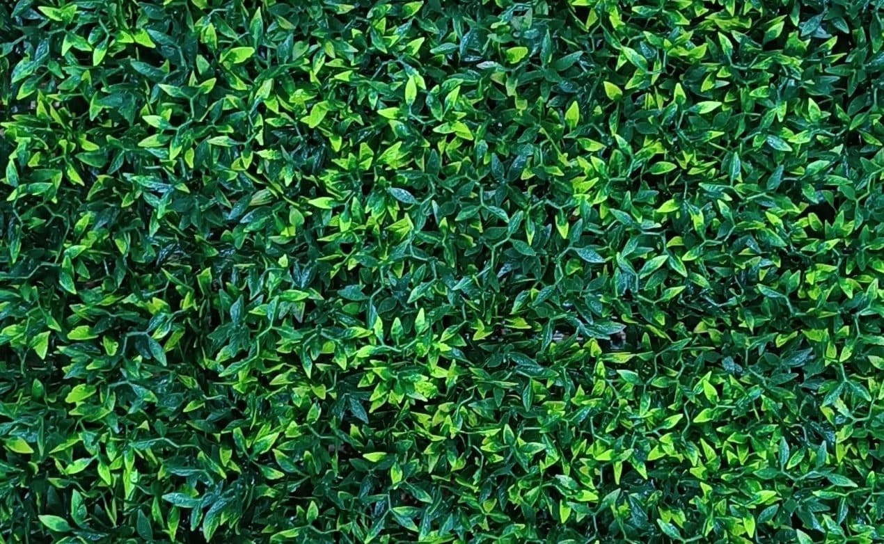گرین وال دیوار سبز ترخون 50*50