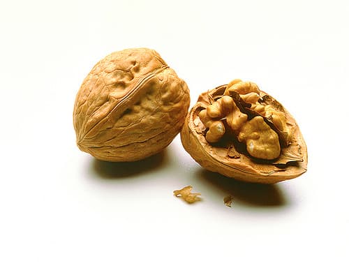 دندانه گردو — تصویر ۶