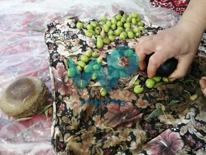 زیتون شکسته(شور) — تصویر ۵