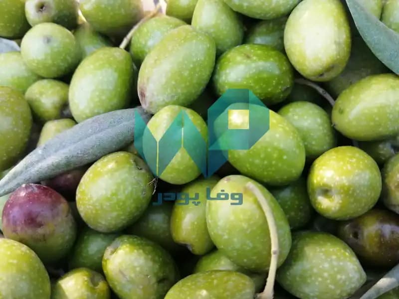 زیتون کنسروی — تصویر ۳