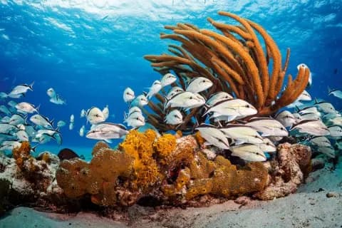 دوره شناسایی ماهیان SSI Fish Identification — تصویر ۲