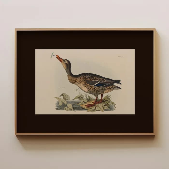 پوستر و تابلو وینتیج طرح Wild duck