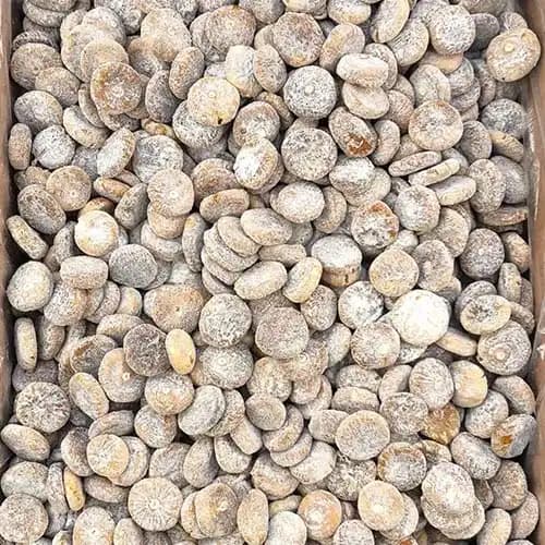 انجیر آردی سکه ای — تصویر ۲