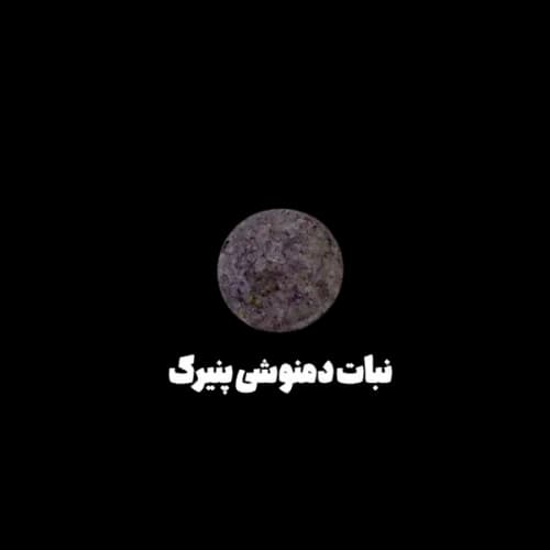 نبات دمنوشی قلبی و توپی — تصویر ۲