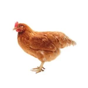 تخم نطفه دار مرغ لوهمن