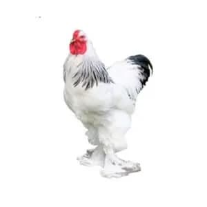 تخم نطفه دار مرغ برهما صابونی