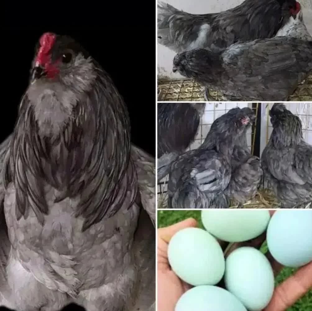 تخم نطفه دار مرغ آراکانا رنگی