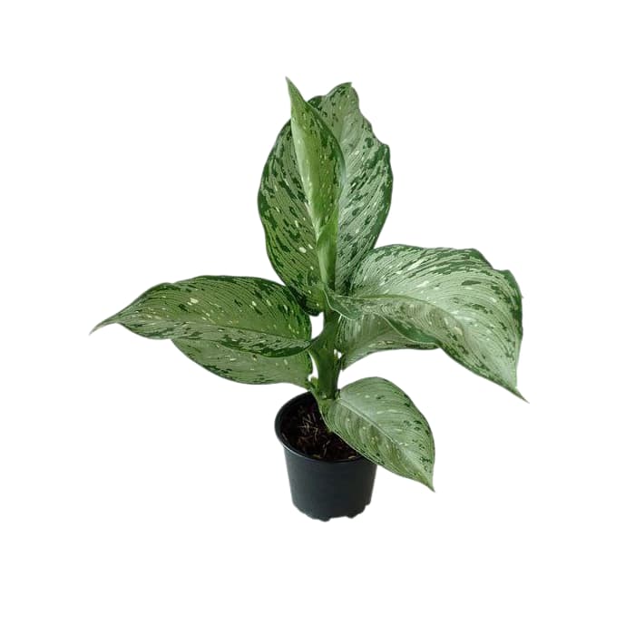 گل دیفن تیکی