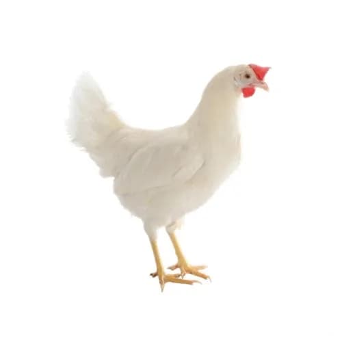 تخم نطفه دار مرغ راس گوشتی
