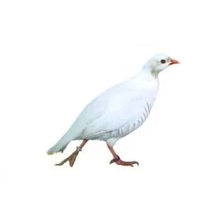 تخم نطفه دار کبک سفید