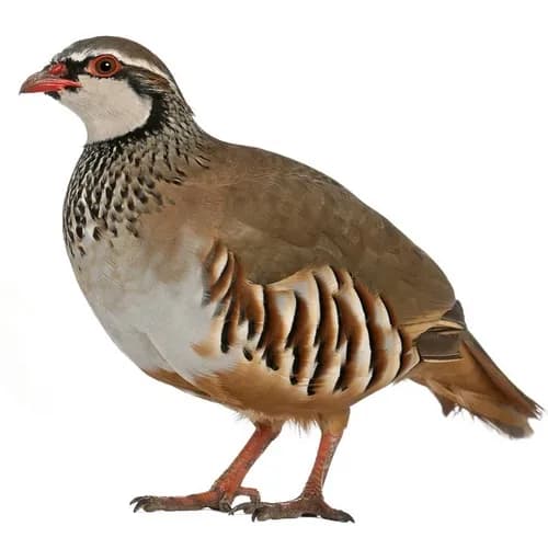 تخم نطفه دار کبک چوکار
