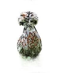 تخم نطفه دار مرغ لهستانی رنگی