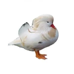 تخم نطفه دار اردک ماندارین سفید