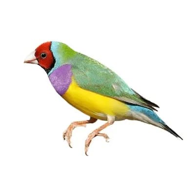 تخم نطفه دار فنچ گلدین
