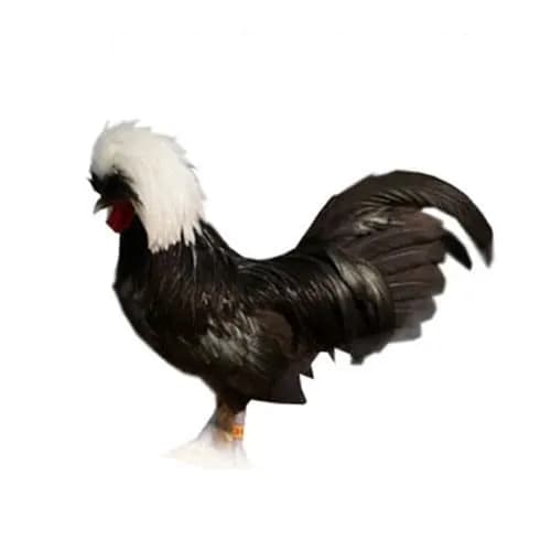 تخم نطفه دارمرغ لهستانی بانتام