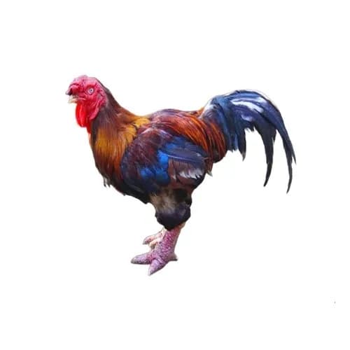 تخم نطفه دار مرغ اعرابی