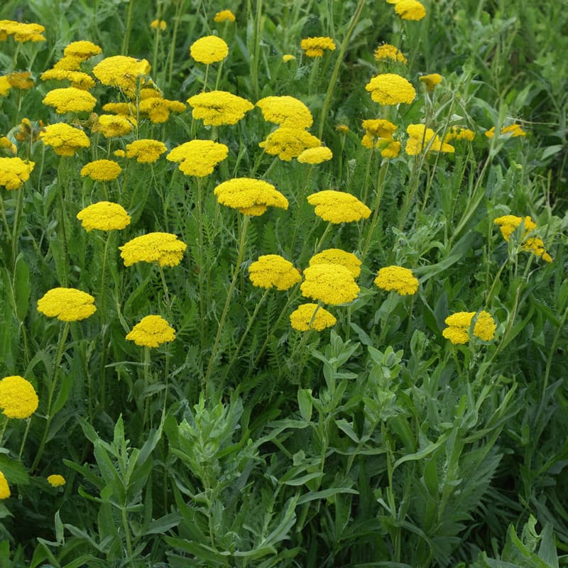 عرق بومادران 1 لیتری ژیک — تصویر ۲