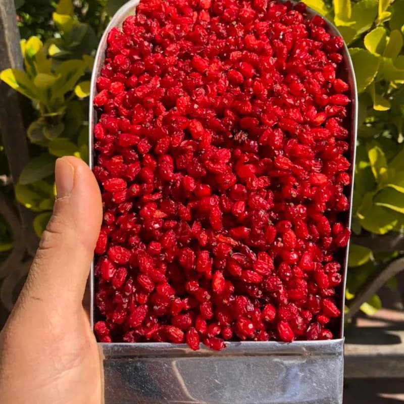 زرشک زیرتالاری یک کیلو گرمی — تصویر ۳