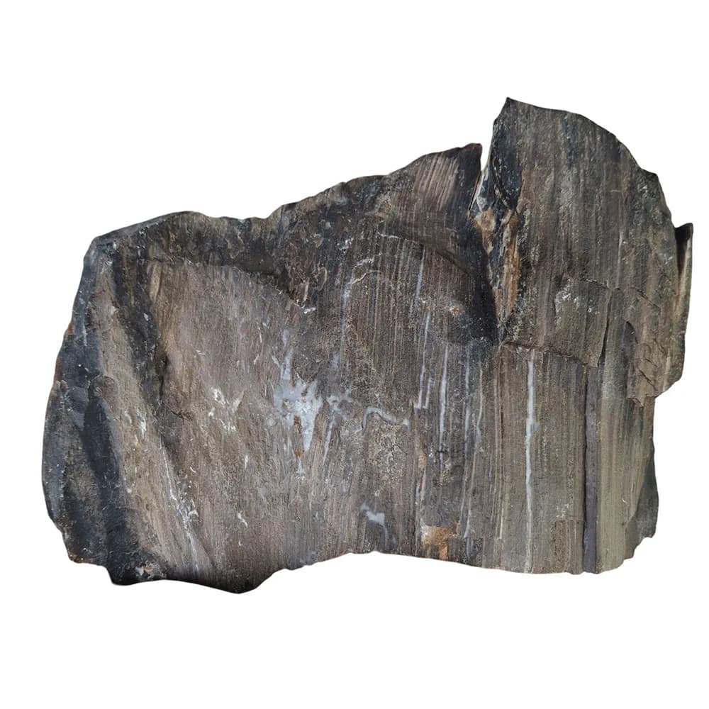 سنگ شبق چوب سنگ (چوب فسیل شده) طبیعی