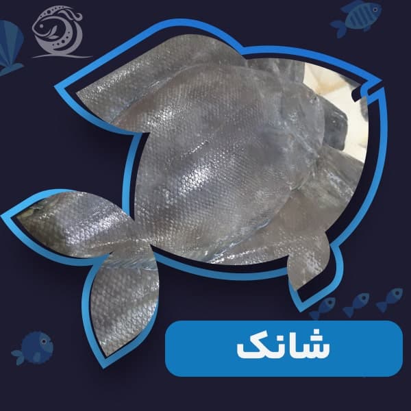 شانک