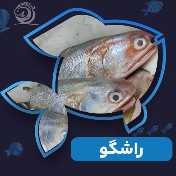 راشگو