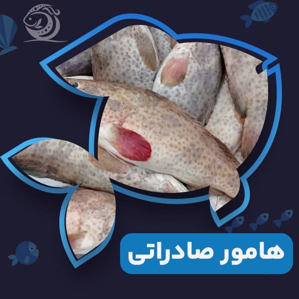 هامور صادراتی اصل