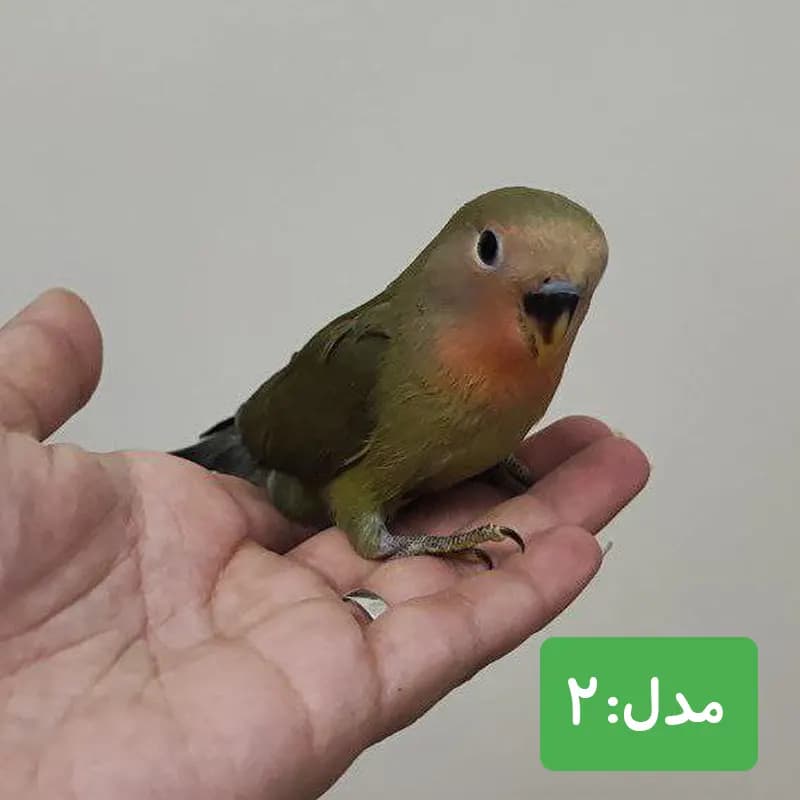 طوطی برزیلی صورت هلویی سبز — تصویر ۲