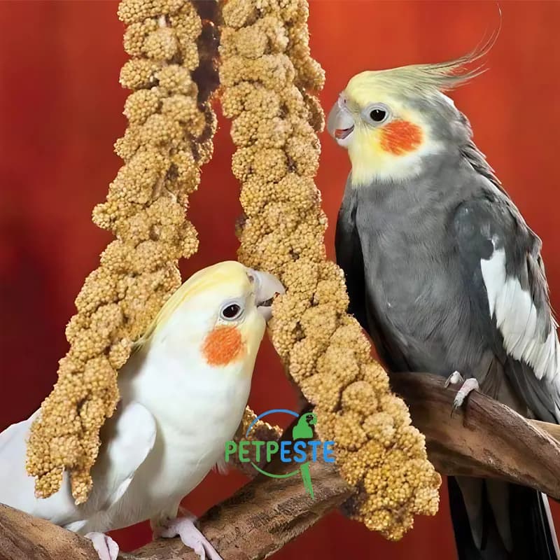 ارزن خوشه ای نایس برد برای عروس هلندی و طوطی سانان — تصویر ۸