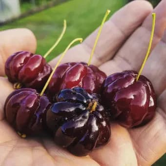نهال گیلاس سورینام وارداتی | Surinam cherry 🍒 — تصویر ۲