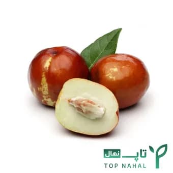 نهال عناب پیوندی وارداتی | jujube