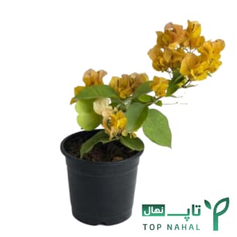 گل کاغذی زرد درختچه ای Bougainvillea