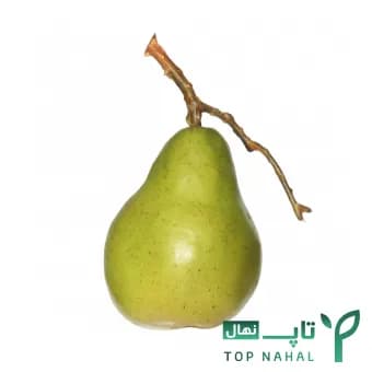 نهال گلابی سبز وارداتی