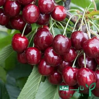 نهال آلبالو خوشه ای بالغ وارداتی (ترکیه) — تصویر ۳