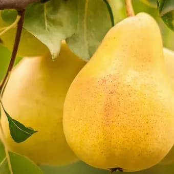 نهال گلابی زرد درشت — تصویر ۲