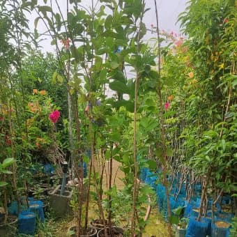 نهال گواوا گلابی درشت وارداتی — تصویر ۲